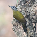 Image of Grey-faced woodpecker