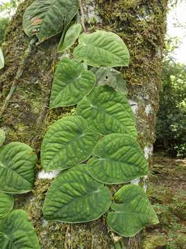 Image of Monstera dubia (Kunth) Engl. & K. Krause