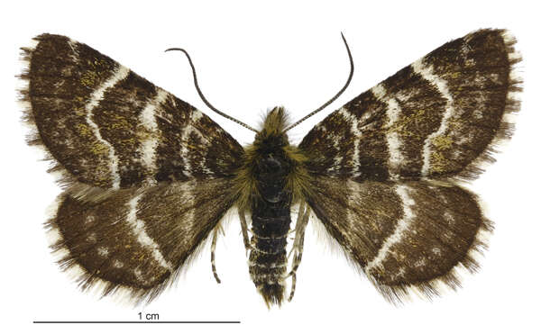 Image of Dasyuris leucobathra Meyrick 1910