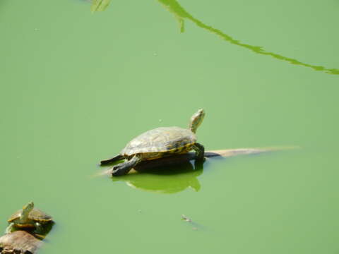 Image of Trachemys hartwegi