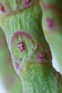 Image of red samphire