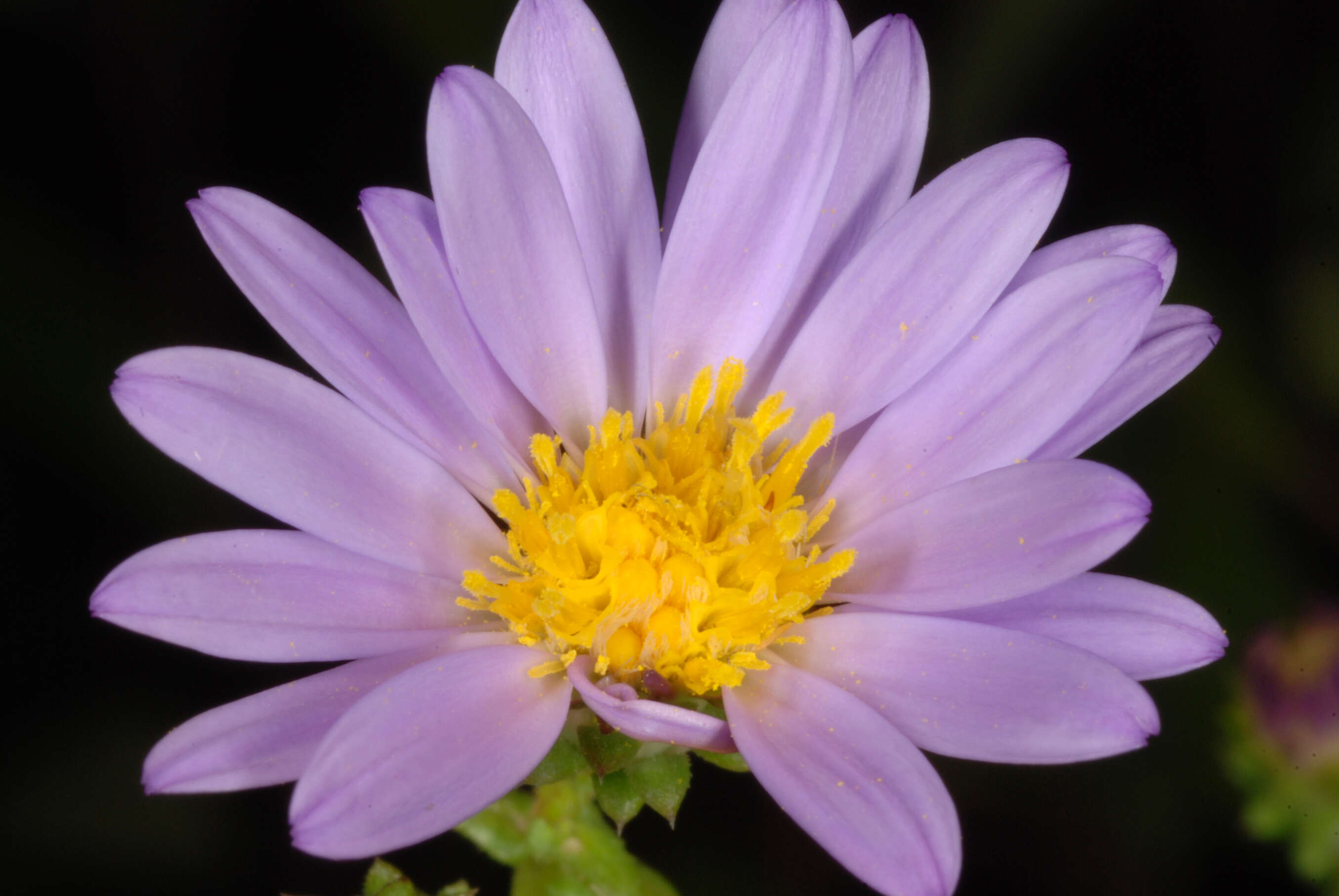 Image of Walter's aster