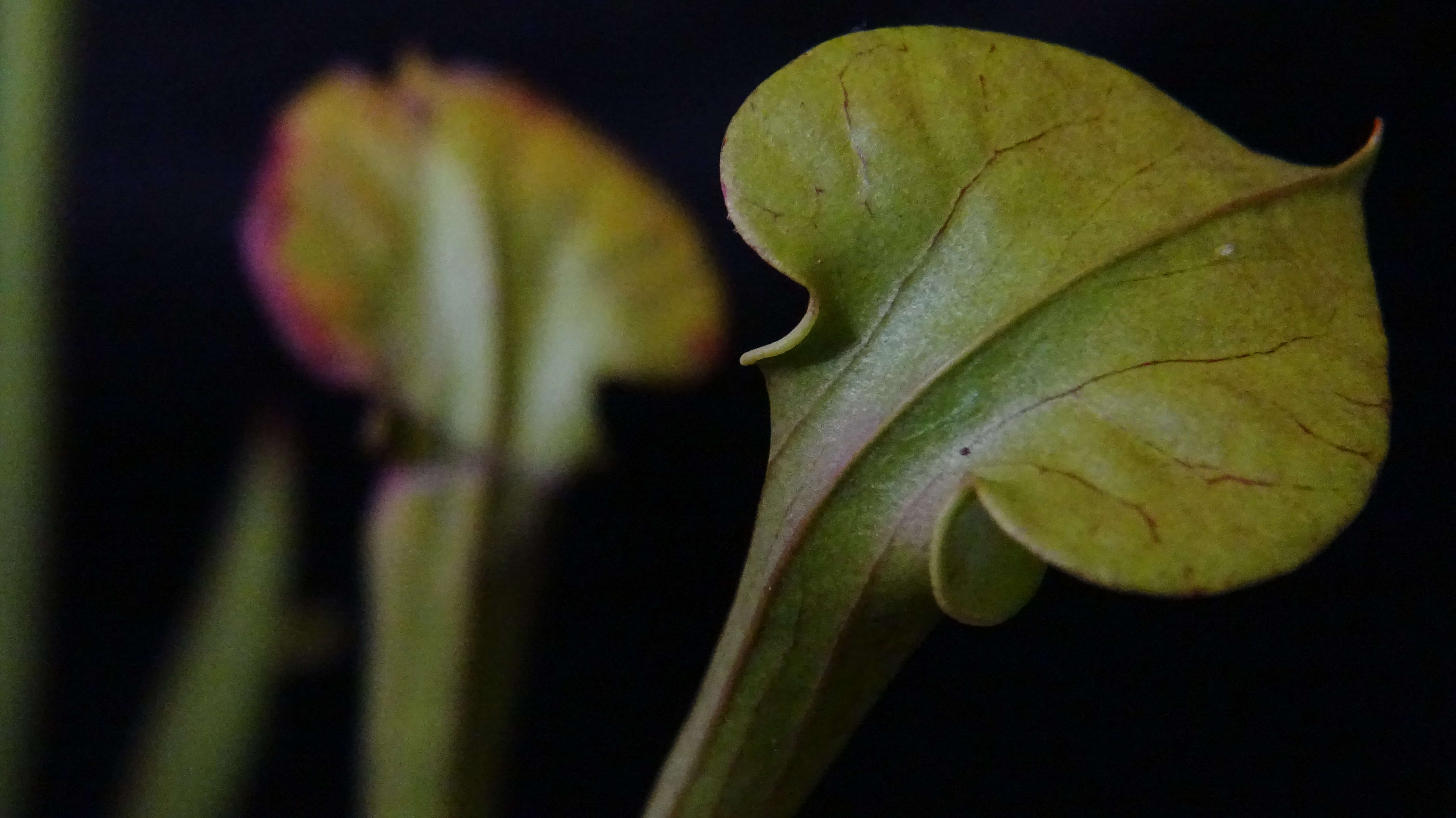 Image of Yellow pitcher plant