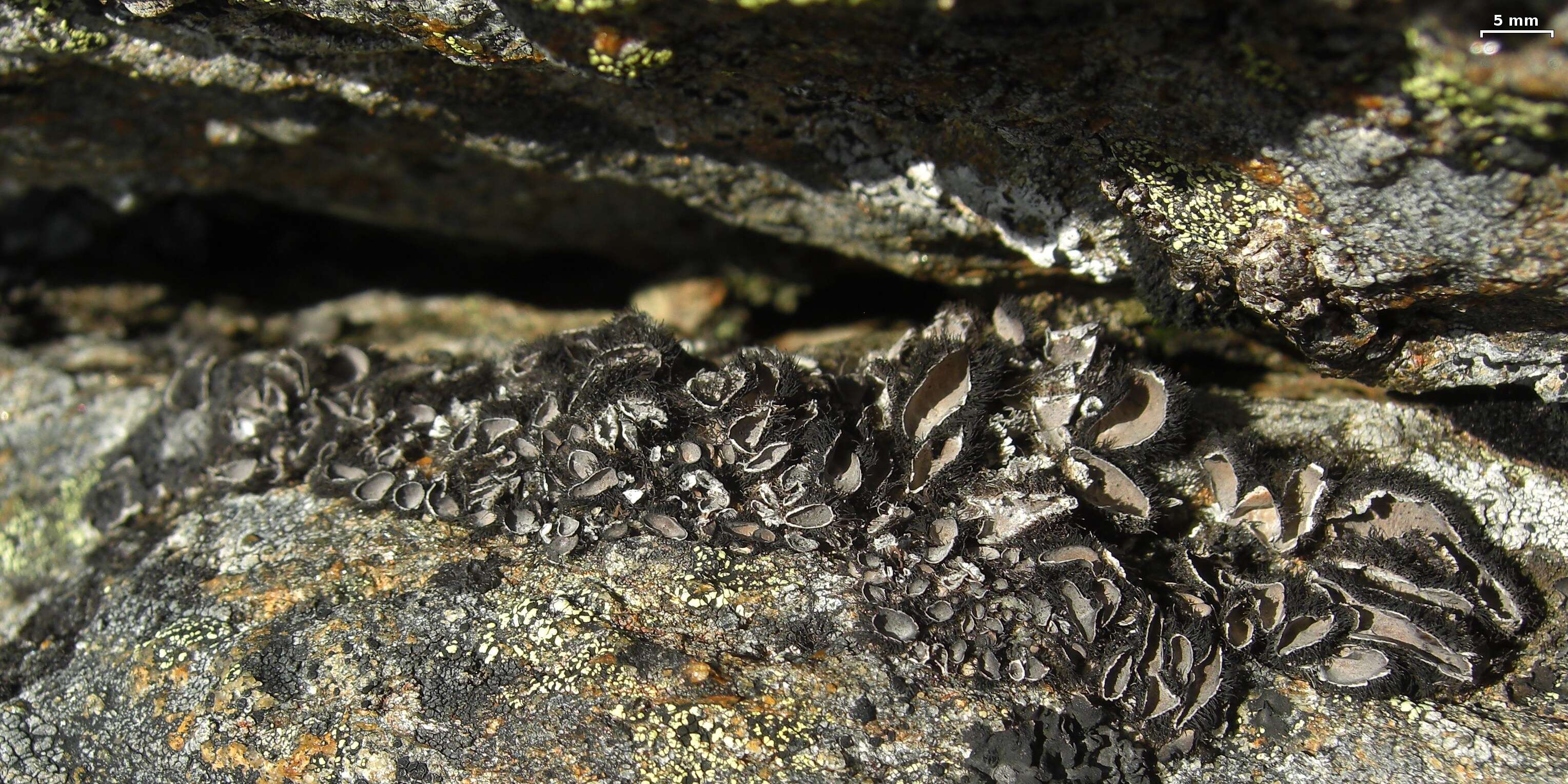 Imagem de Umbilicaria virginis Schaer.