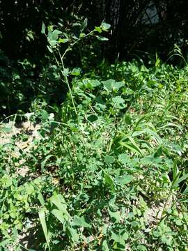 Image of Grey Goosefoot