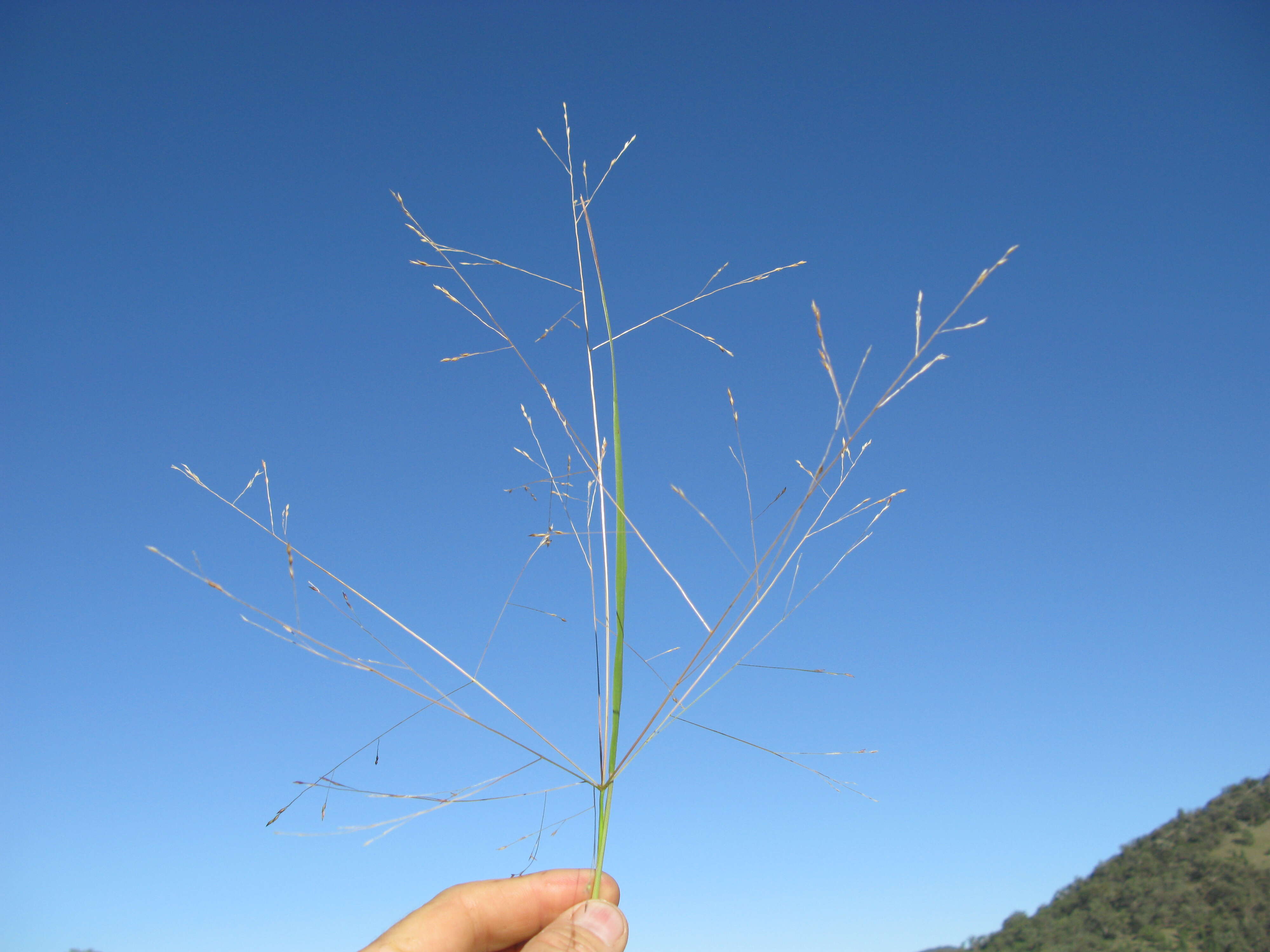 Imagem de Panicum queenslandicum Domin