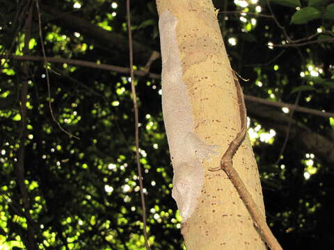 Uroplatus henkeli Böhme & Ibisch 1990 resmi