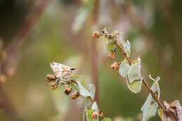 Image of Laviana White-Skipper