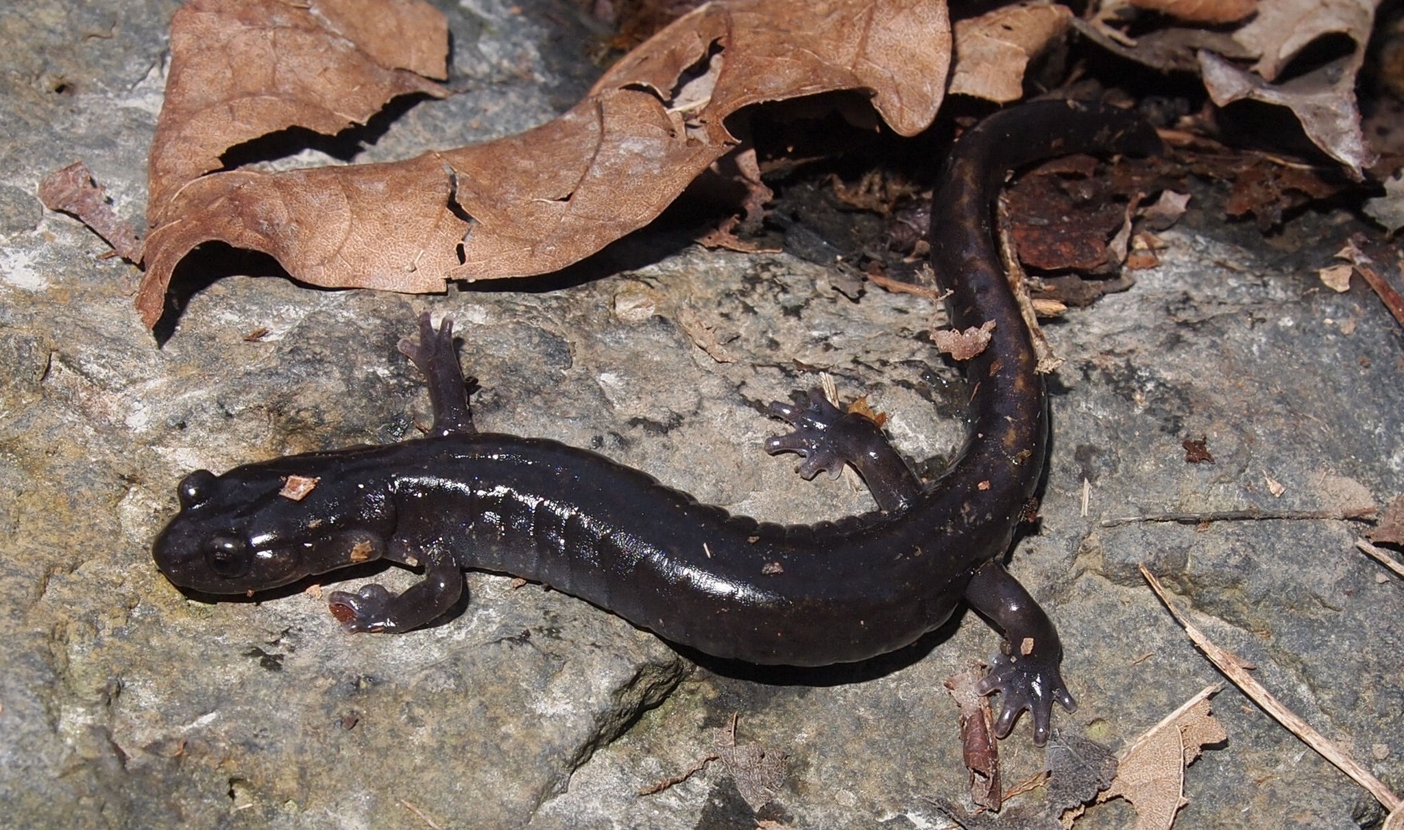 Image of Dunn's Salamander