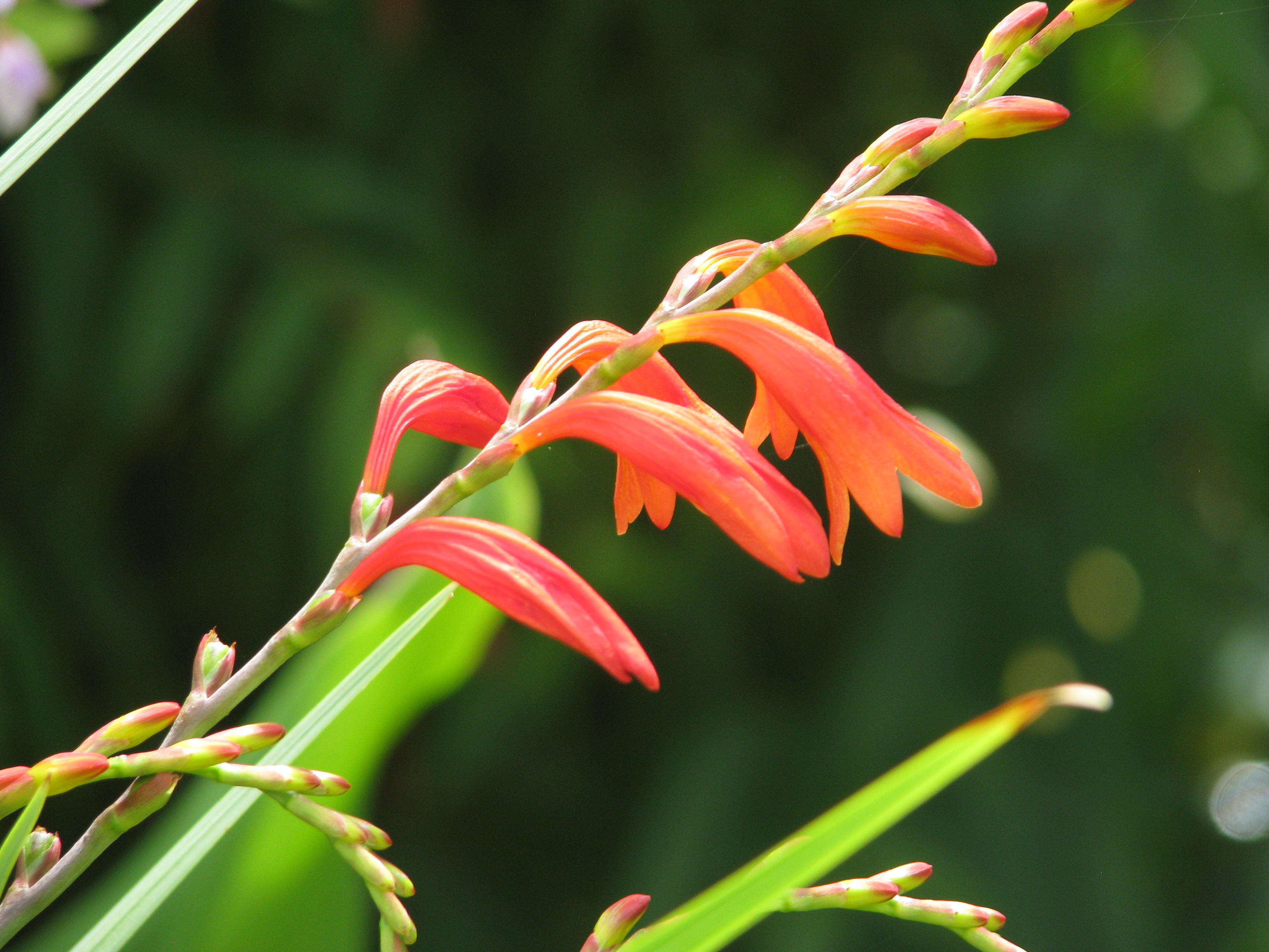 Image of Pott's Montbretia