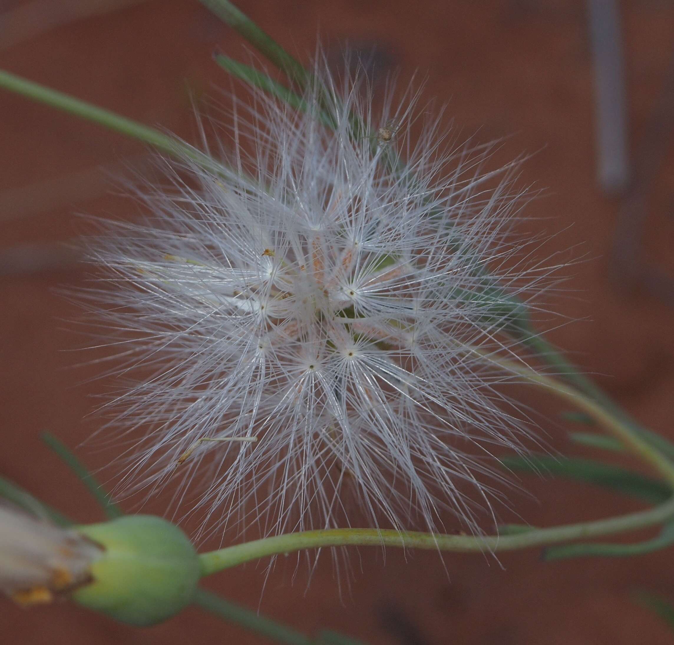 Senecio gregorii的圖片