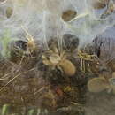 Image of Socotra Island Blue Baboon (tarantula)