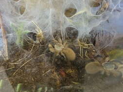 Image of Socotra Island Blue Baboon (tarantula)