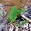 Image of <i>Orontium aquaticum</i>