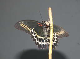 Image of Blue Mormon