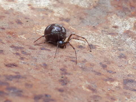 Image of Steatoda