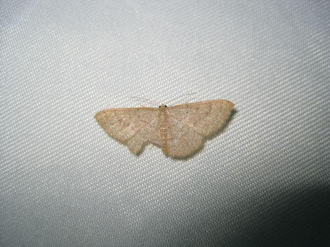 Image of Common Tan Wave