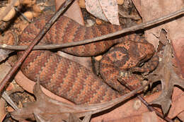 Imagem de Acanthophis antarcticus (Shaw & Nodder 1802)