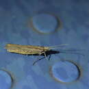 Image of Plutella psammochroa Meyrick 1886