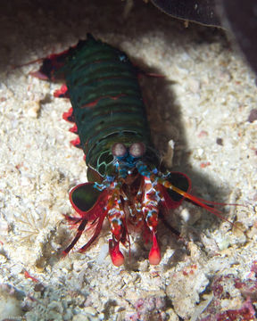 Image of Peacock Mantis Shrimp