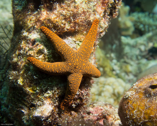 Image of Orange spotted purple sea star