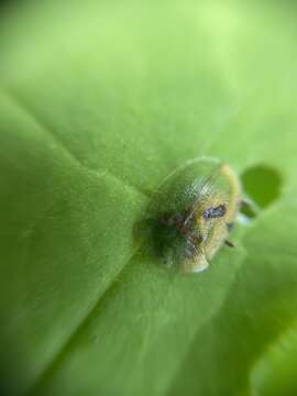 Image of thistle tortoise beetle