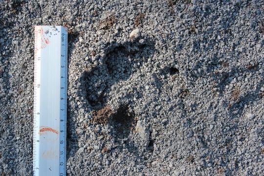 18.https www inaturalist org photos 1560860.580x360