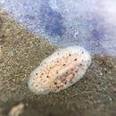 Image of Stylochus (Stylochus) californicus Hyman 1953