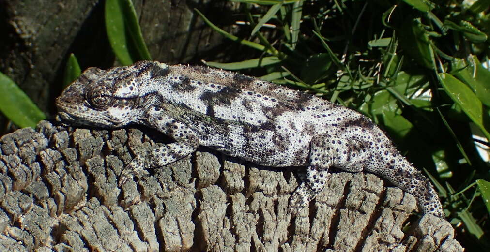 Image of Knysna dwarf chameleon