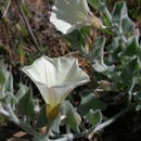 Image of <i>Calystegia malacophylla</i>