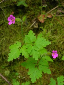 Image of <i>Geranium purpureum</i>