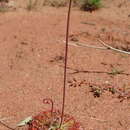 Image of Drosera burmanni