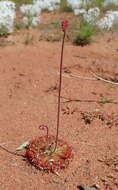 Image of Drosera burmanni