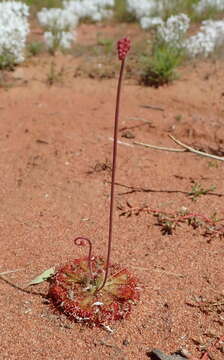 Image of Drosera burmanni