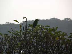 Image of Plain Parakeet