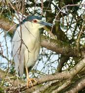 Image of Night Herons