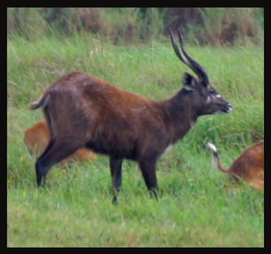 Image of Lake Victoria Sitatunga