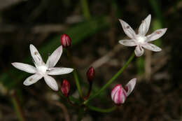 Image of Strumaria tenella (L. fil.) Snijman