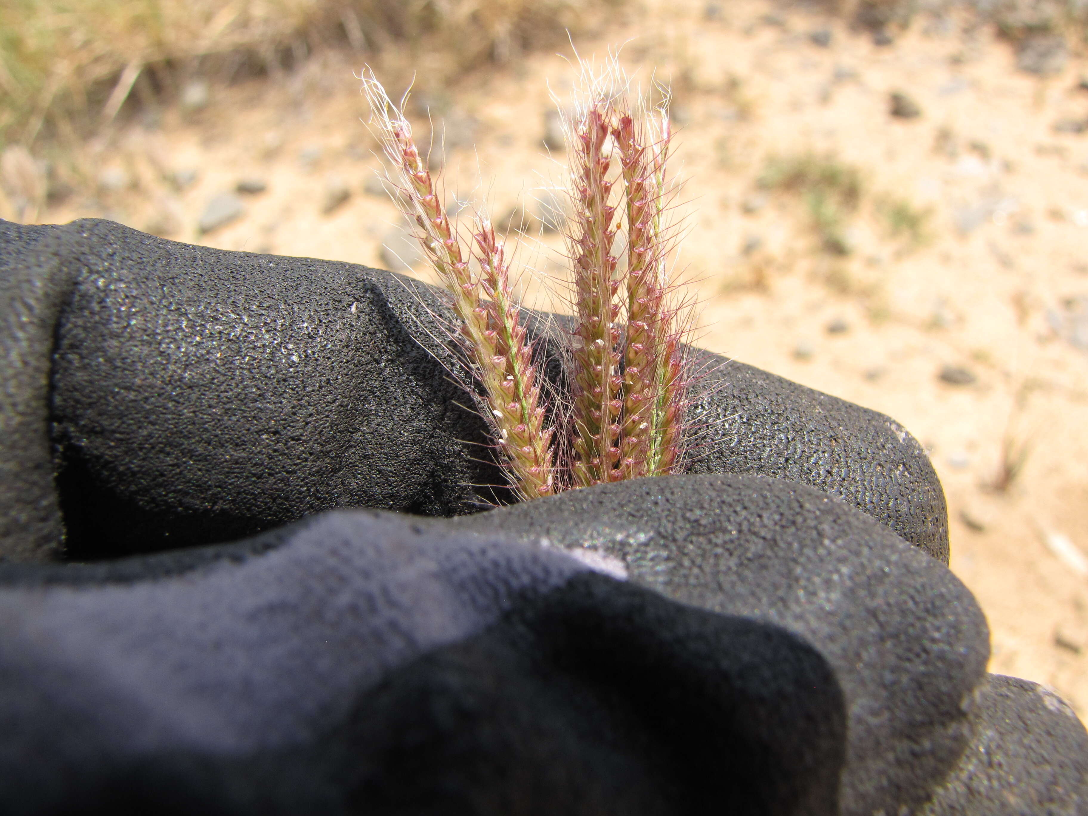 Image of swollen fingergrass