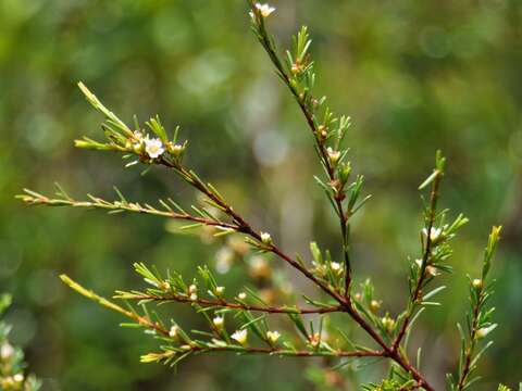 Baeckea frutescens L. resmi