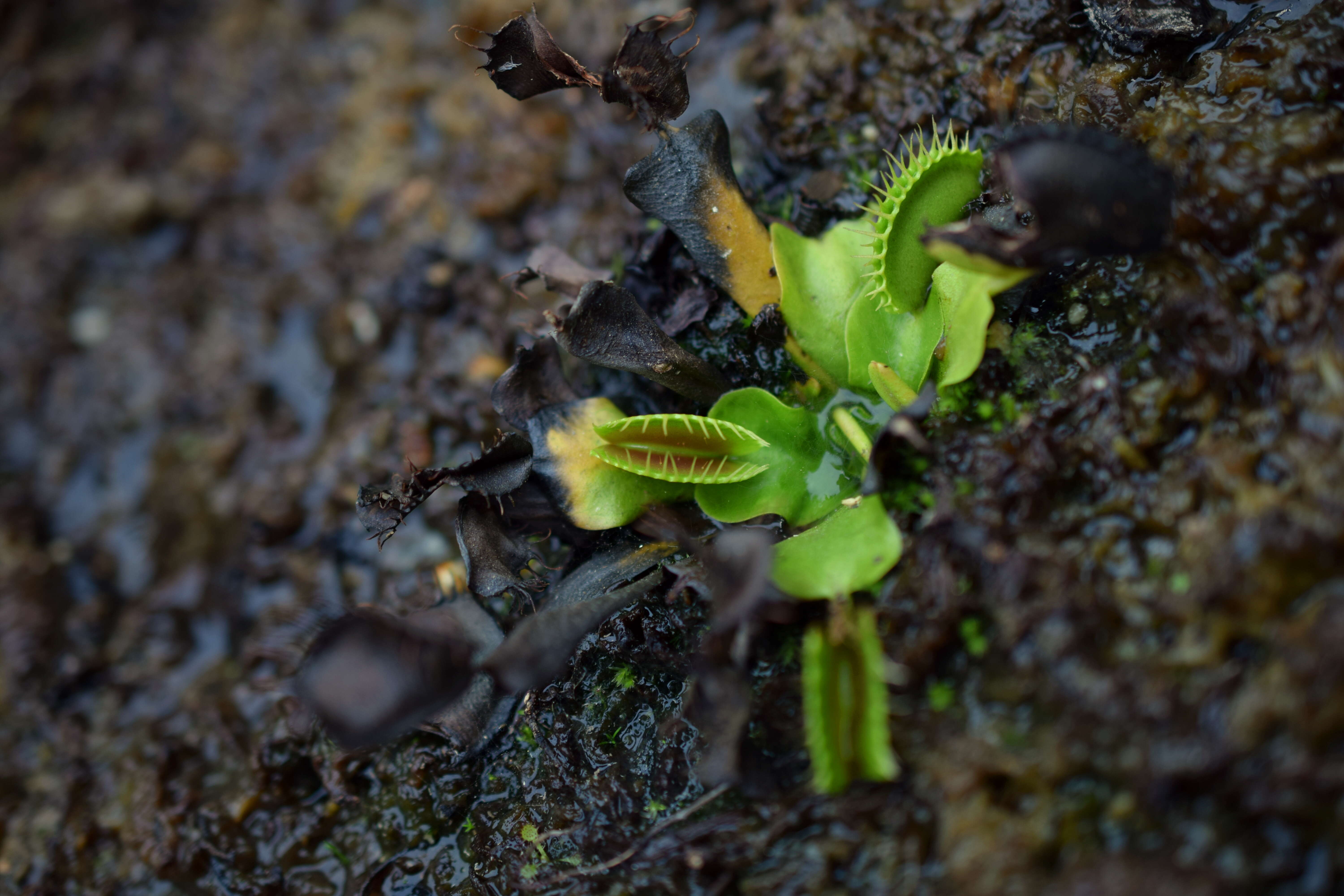 Image of Dionaea