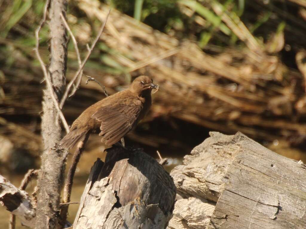 Image of Brown Dipper