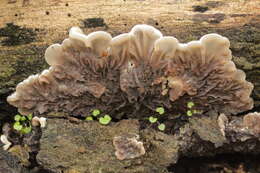 Image of Auricularia mesenterica (Dicks.) Pers. 1822