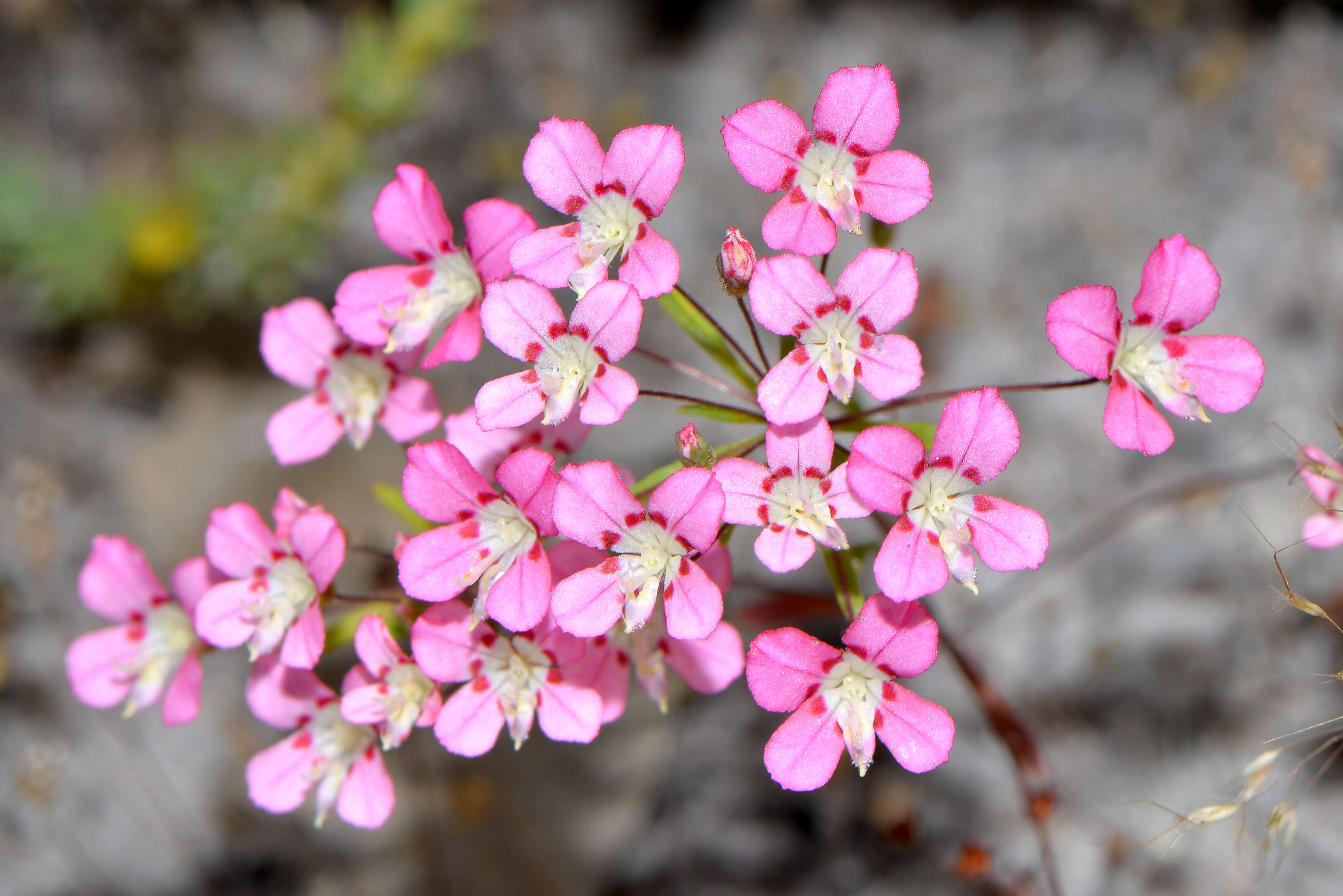 Image of Stylidiaceae