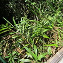 Image of <i>Alpinia caerulea</i>