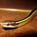 Image of Faded Black-striped Snake
