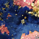 Image of Acanthancora cyanocrypta (Laubenfels 1930)