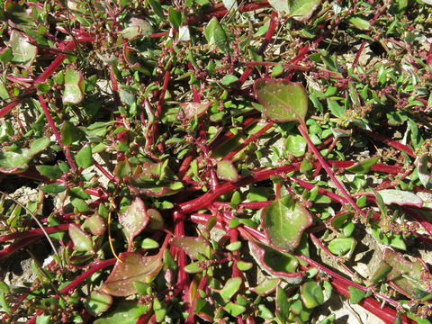 Image of <i>Oxybasis glauca</i>