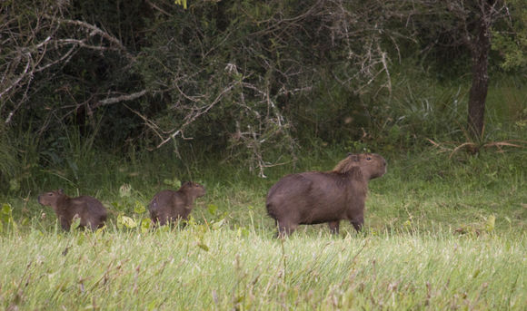 Image of Capybara