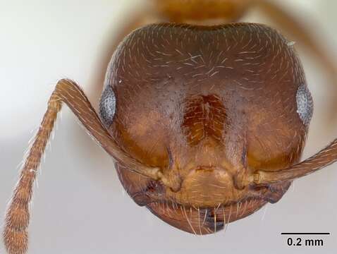 Image of Crematogaster pinicola